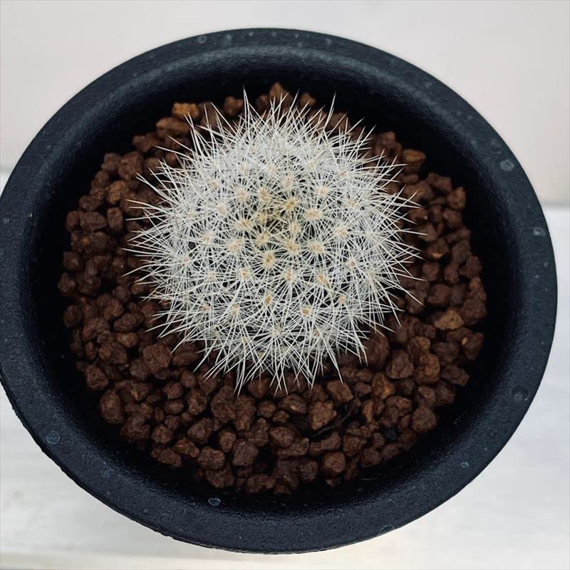 Amazon｜サボテン ネオポルテリア 銀翁玉 実生｜観葉植物 オンライン通販