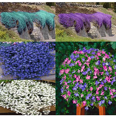 5000+ Multiple Colors Creeping Thyme Seeds Beautiful Ground Cover Plants Easy To Plant And Grow Perennial Flower Landscaping Seeds For Garden #TOP2