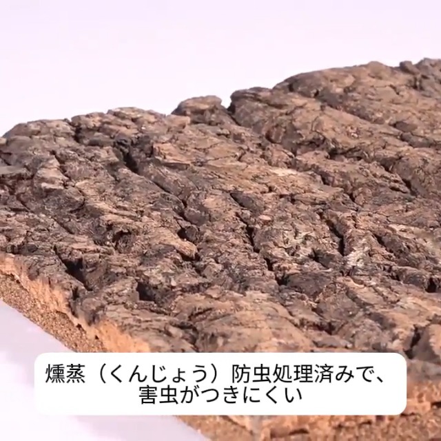 Amazon.co.jp: 天然 コルク樹皮 コルク板 着生板 ビカクシダ エア