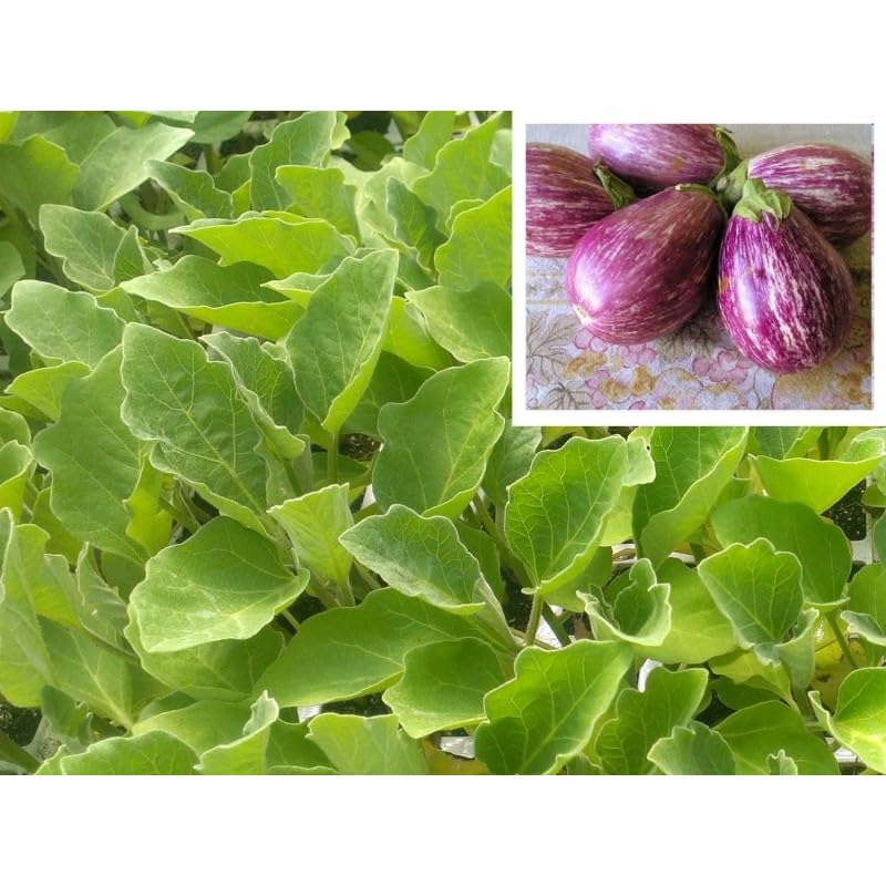 Pack de 9 Planteles de Berenjena Listada – Planta Viva para Huerto – Variedad Rayada Tradicional – Cultivo Fácil en Maceta o Tierra
