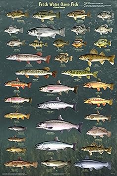 Amazon Com Fresh Water Game Fish Of North America Educational Reference Chart Print Poster 24x36 Posters Prints