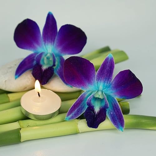 Miniatura 3 de Miami Fresh Orchid Flower OrchidClub USA Sunne Tropical Loose Bloom DIY Lei, decoración de alimentos y bebidas (50 azul)