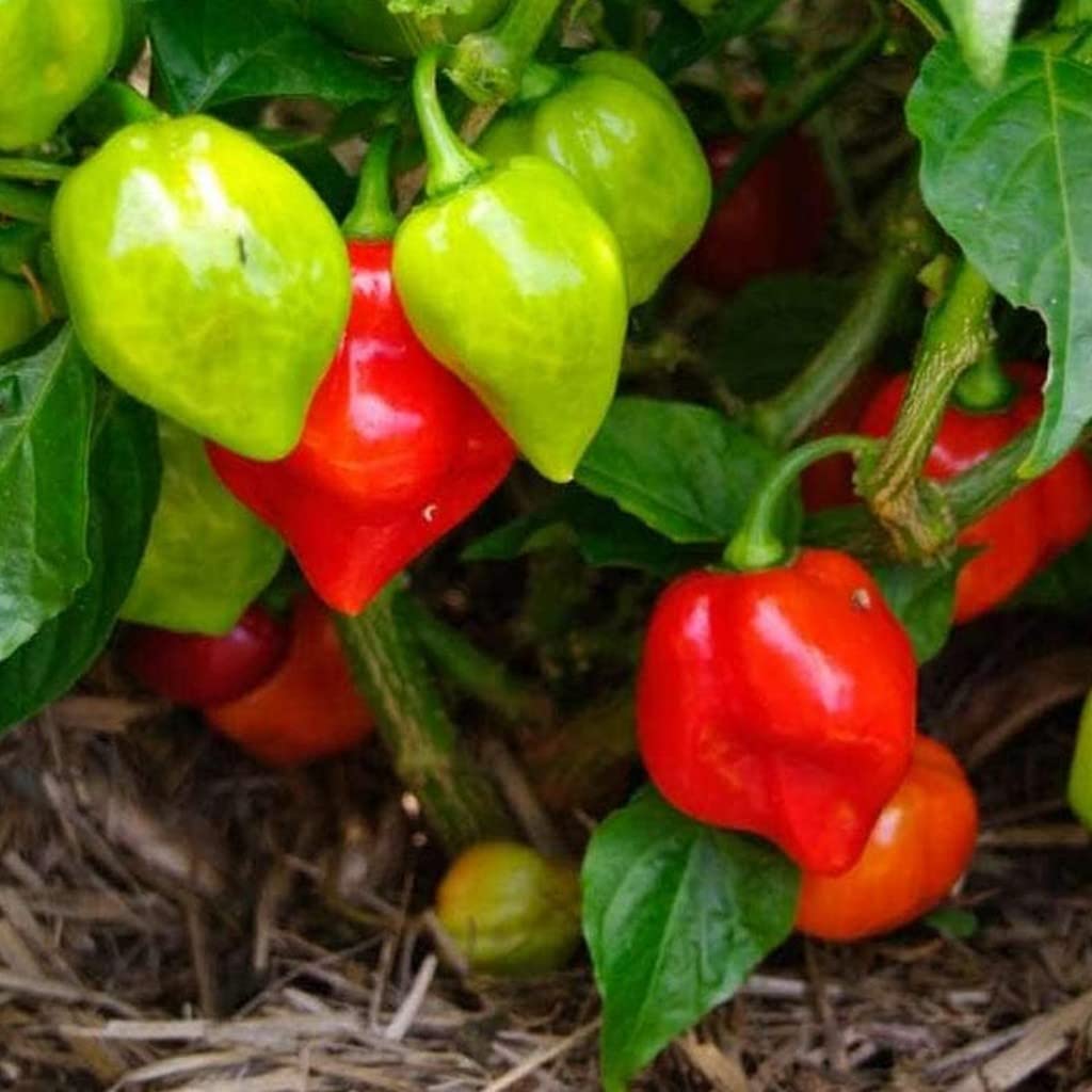 See full amazon price history chart for OhhSome Garden King Naga Hot Pepper Rare Mali Chilli/Chilly/Pepper/Mulaku Seedling Live Plant (Healthy Plant) OhhSome Garden King Naga Hot Pepper Rare Mali Chilli/Chilly/Pepper/Mulaku Seedling Live Plant (Healthy Plant) (B09QT52ZKN) Amazon Price History, Amazon Price Tracker