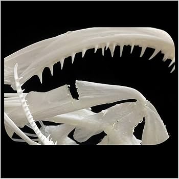 61Wg-Pt-N4L._AC_UF350,