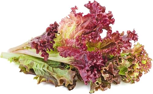 Miniatura 3 de Lollo Rosso - Semillas de lechuga de hoja para plantar, más de 500 semillas tradicionales por paquete, semillas de jardín de Isla (semillas de