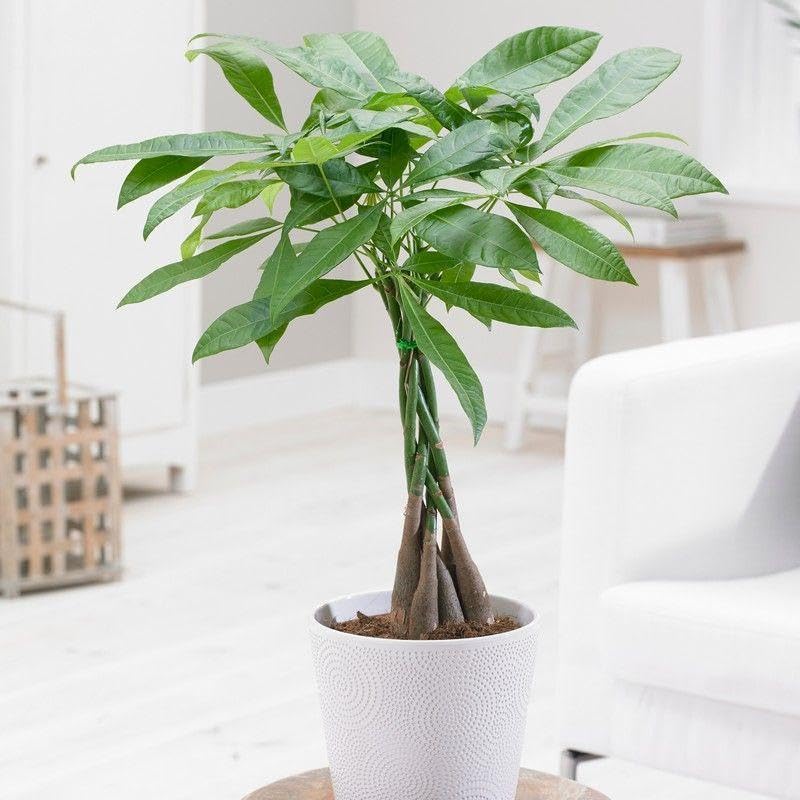 Phulwa braided pachira money tree live plant with white nursery pot | Easy Care | Home & Office Décor | Airpurifying | Good Luck | Plant for Gifting | indoor & outdoor decoration | Pack of 1 (B0BT81H93D) Amazon Price History, Amazon Price Tracker