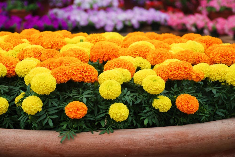 Amazon.com : Marigold Cracker Jack Seeds for Planting - 1,000+