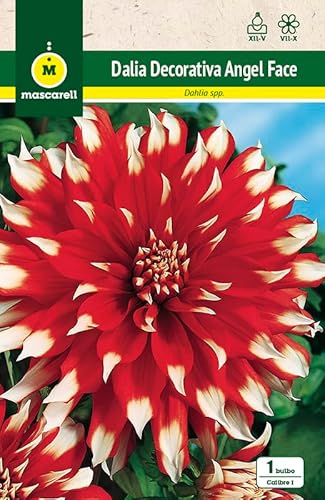 Mascarell Semillas, DALIA DEC. ANGEL FACE, Semillas Bulbosas, Bulbos de Flores Primavera Fácil de Cultivar, Bolsa 1 Bulbo
