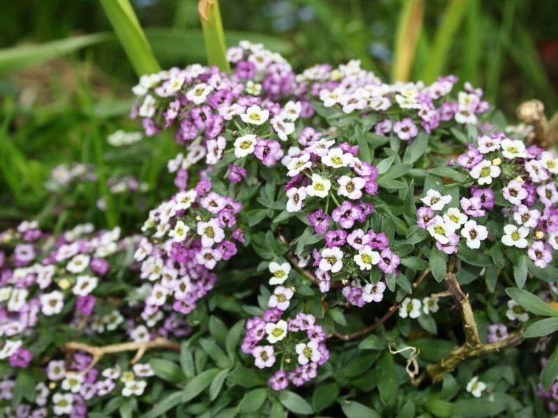 Willvine Sweet Alyssum Flower Purple Mix-PALLAV-5I-picture-32