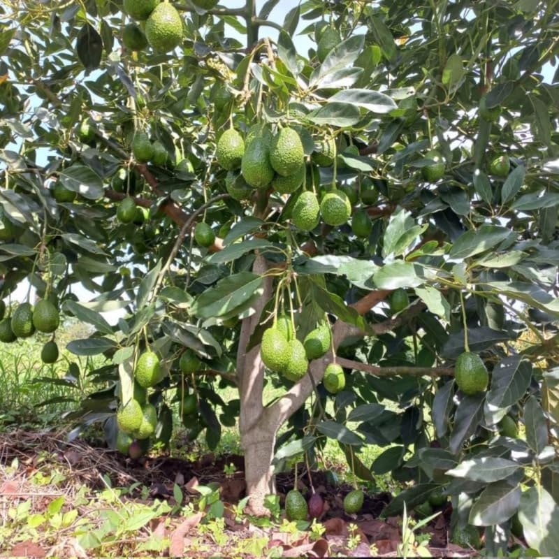 HASS Avocado Tree Live Plants – 1-2 Ft Live Plant | Delicious Avocados for Fresh Eating & Home Gardening | No Ship to CA,HI,AK