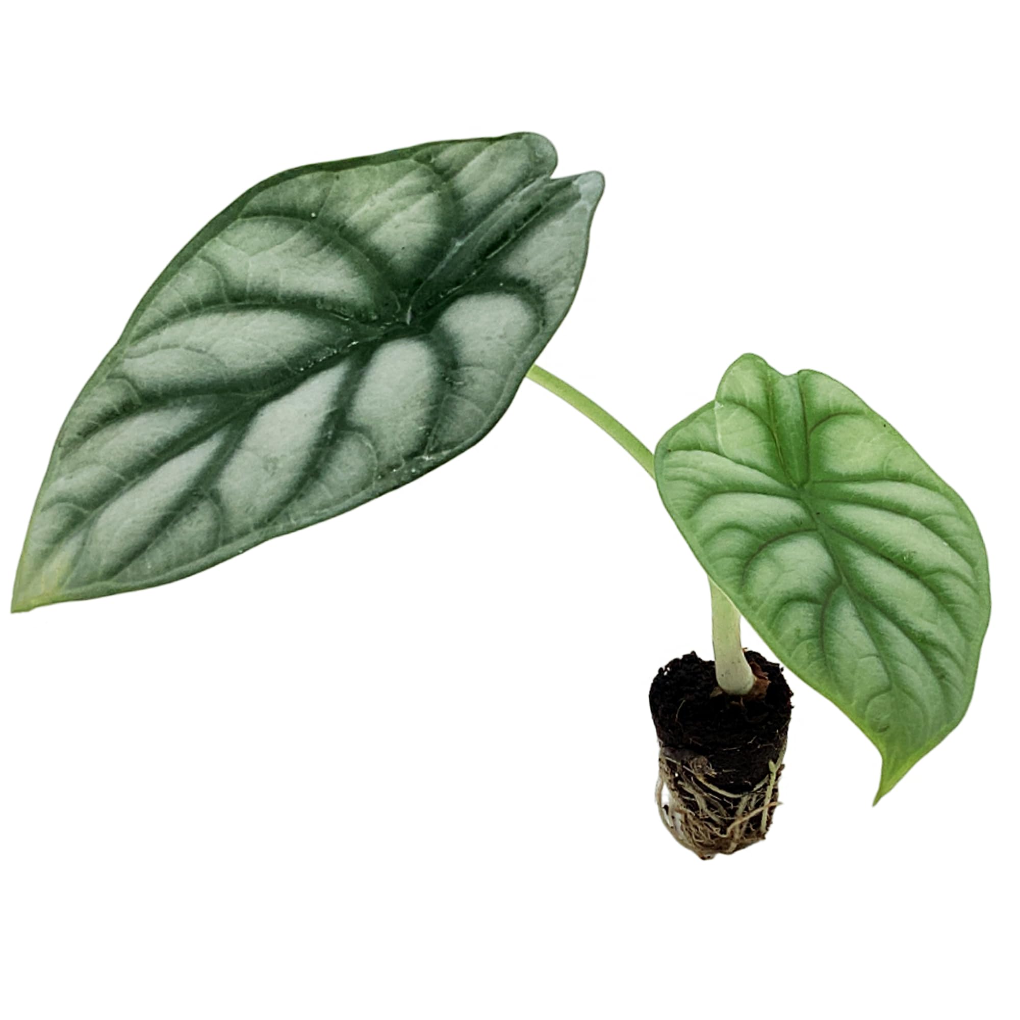 Alocasia Silver Dragon Starter Plant
