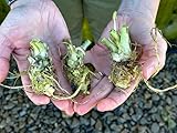 Wasabi Plants - Real Wasabia Japonica - Pack of 3 Live Wasabi Plant Starts - Edible, Low Light Shade Plants - Indoor Outdoor Plants for Your Home, Garden - Ready to Plant, Easy to Grow.