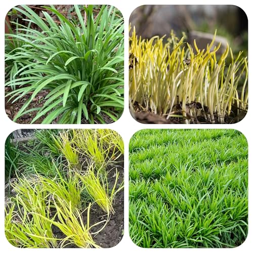 semi di aglio cipollina biologici balcone invernali da giardino 300pcs