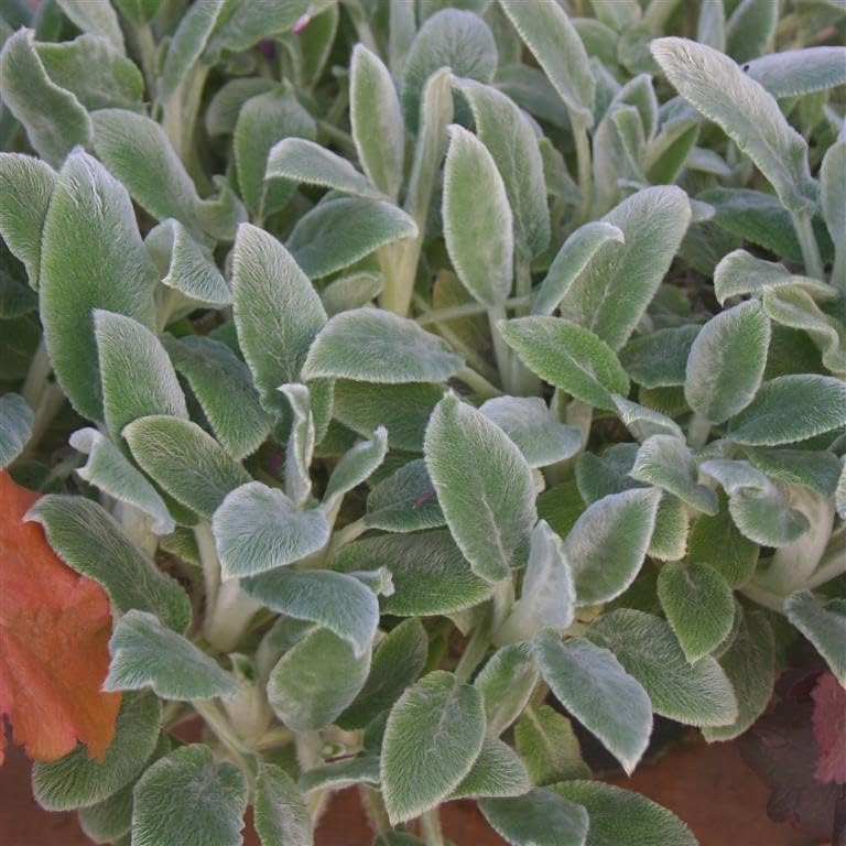 STACHYS lanata (byzantina) Lambs Ear Garden Plant Hardy Perennial Flowering Garden Plants Easy to Grow Your Own by Park Farm Plants (1 x 9cm Pot)