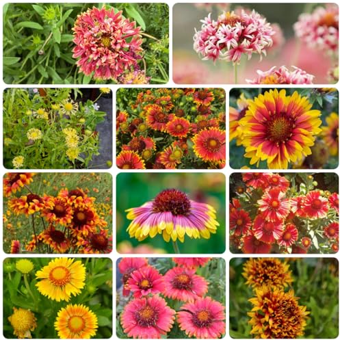 kokardenblume, winterharte garten gartenblumen, kräuterpflanzen für sonnige plätze steingartenpflanzen winterhart seltene wohnzimmer deko 500samen