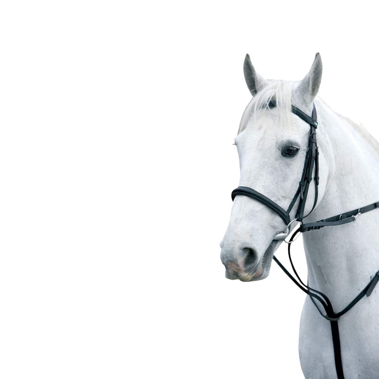 Y-H Hy Market Harborough - Cob/Full