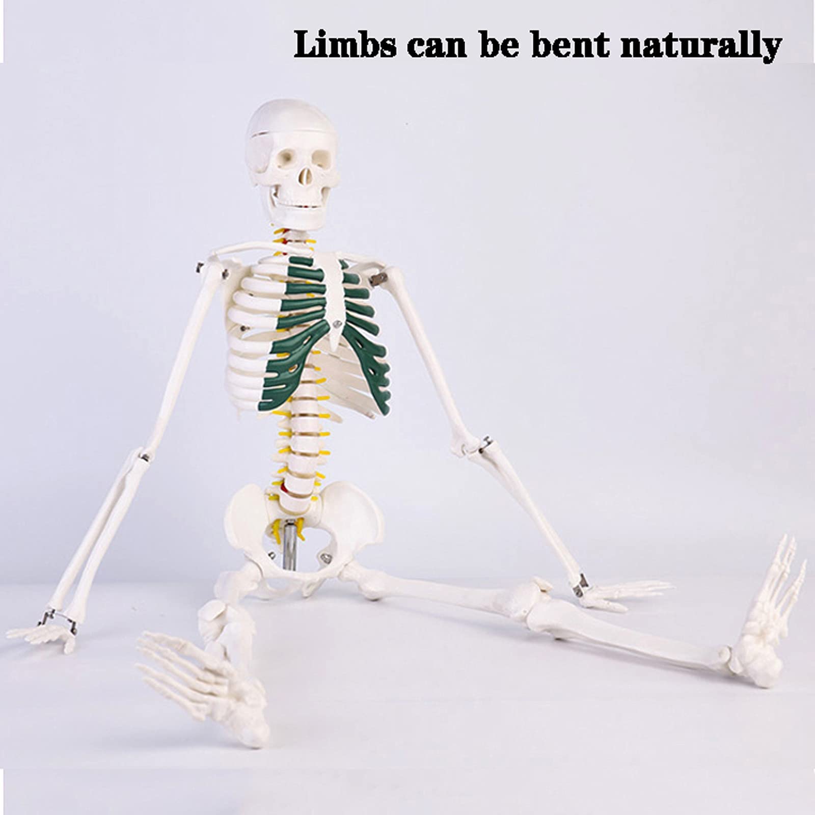 Model szkieletu ludzkiego o długości 85 cm do anatomii, szkielet anatomiczny całego ciała z PVC