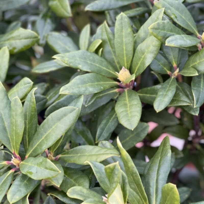 Reddish-Orange Golden in Center Color Rhododendron Live Plant Shrubs for Outdoor Planting, Azalea Bushes Ready to Plant, Fragrant Rhododendron Plant Live