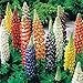 Lupinensamen, Die BlüTen Sind SchöN, NatüRliches Bio-Saatgut, Seltene Pflanzen, Zarte Und SchöNe BlüTenbläTter, Winterhart-500 Pcs,c