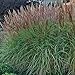 Produktbild 10 x Miscanthus sinensis Kleine Silberspinne' 1 Liter (Ziergras/Gräser/Stauden) Chinaschilf ab 4,19  pro Stück