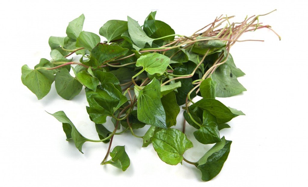 HOUTTUYNIA CORDATA Live Plant Non-GMO Organic Healthy Strong Root Live Plant Fish Mint Diep Ca Dap Ca