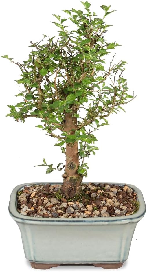 Brussel's Bonsai Live Chinese Elm Bonsai Tree, Outdoor - Small, 5 Years Old, 6 to 8 inches Tall - Includes Decorative Ceramic Bonsai Pot