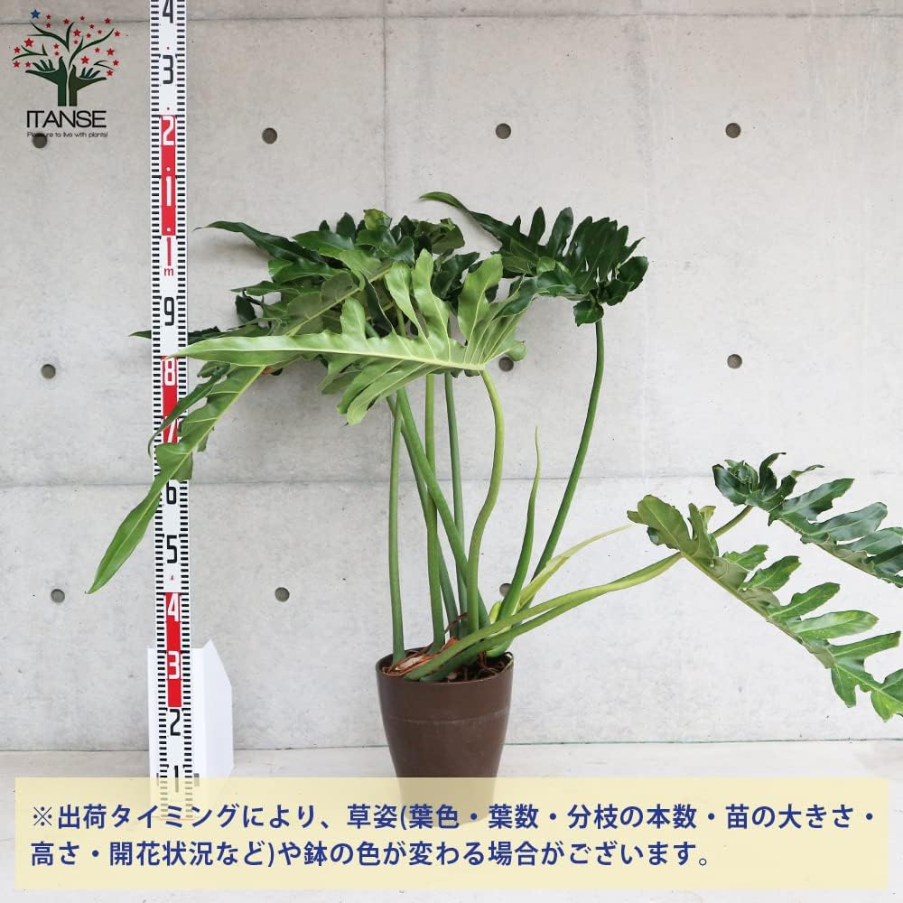 フィロデンドロン デッカレンス 8号くらい 大型大株 希少品種レア 最大94 オフ 8号くらい