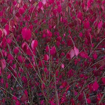 Amazon.com : 10 Dwarf Burning Bush Hardy Bare Root Plants