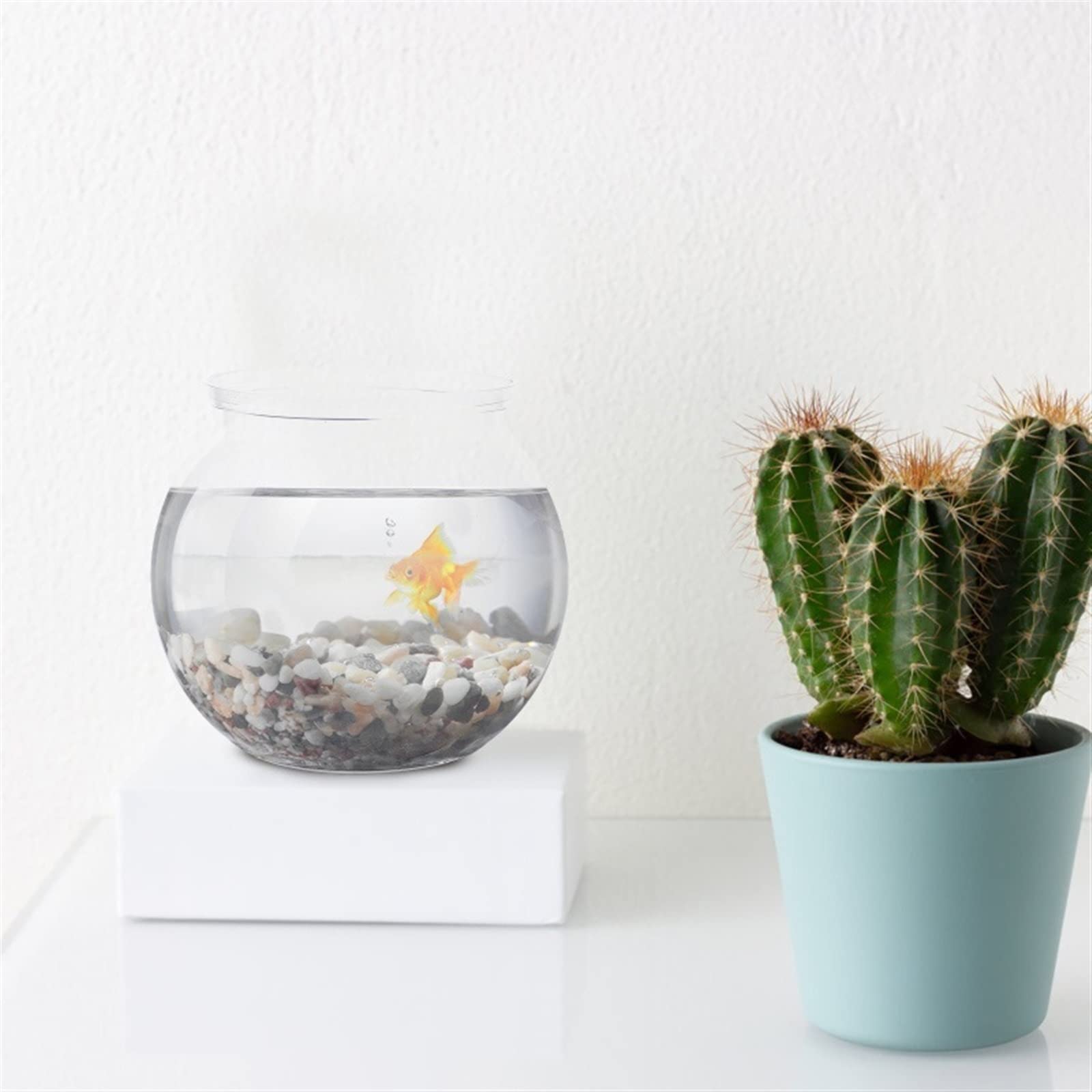 Réservoir à poissons, bocal à poissons, Aquarium 2 pièces Réservoirs Petits Aquariums Aquariums Aquariums Transparents Aquariums Accessoires d'alimentation for poissons for la décoration Poissons de c