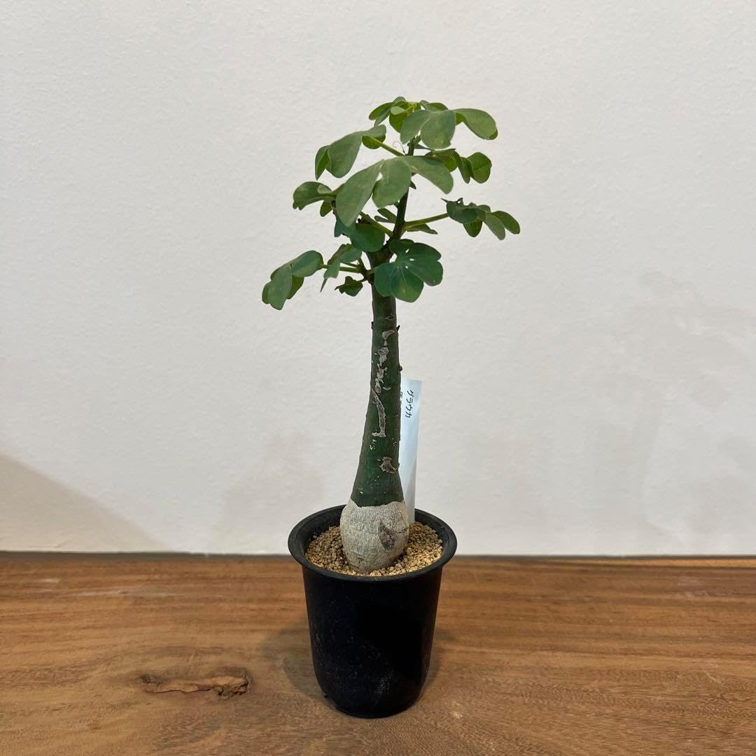 ♡6袋大特価♡新品未開封 うまか プレミアムドッグフード ペンギン♡6