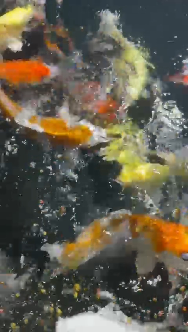 Koi Herdecke Nourriture Pour Poissons 5kg - Granulés Flottants 3mm Pour Koi/Poissons Rouges