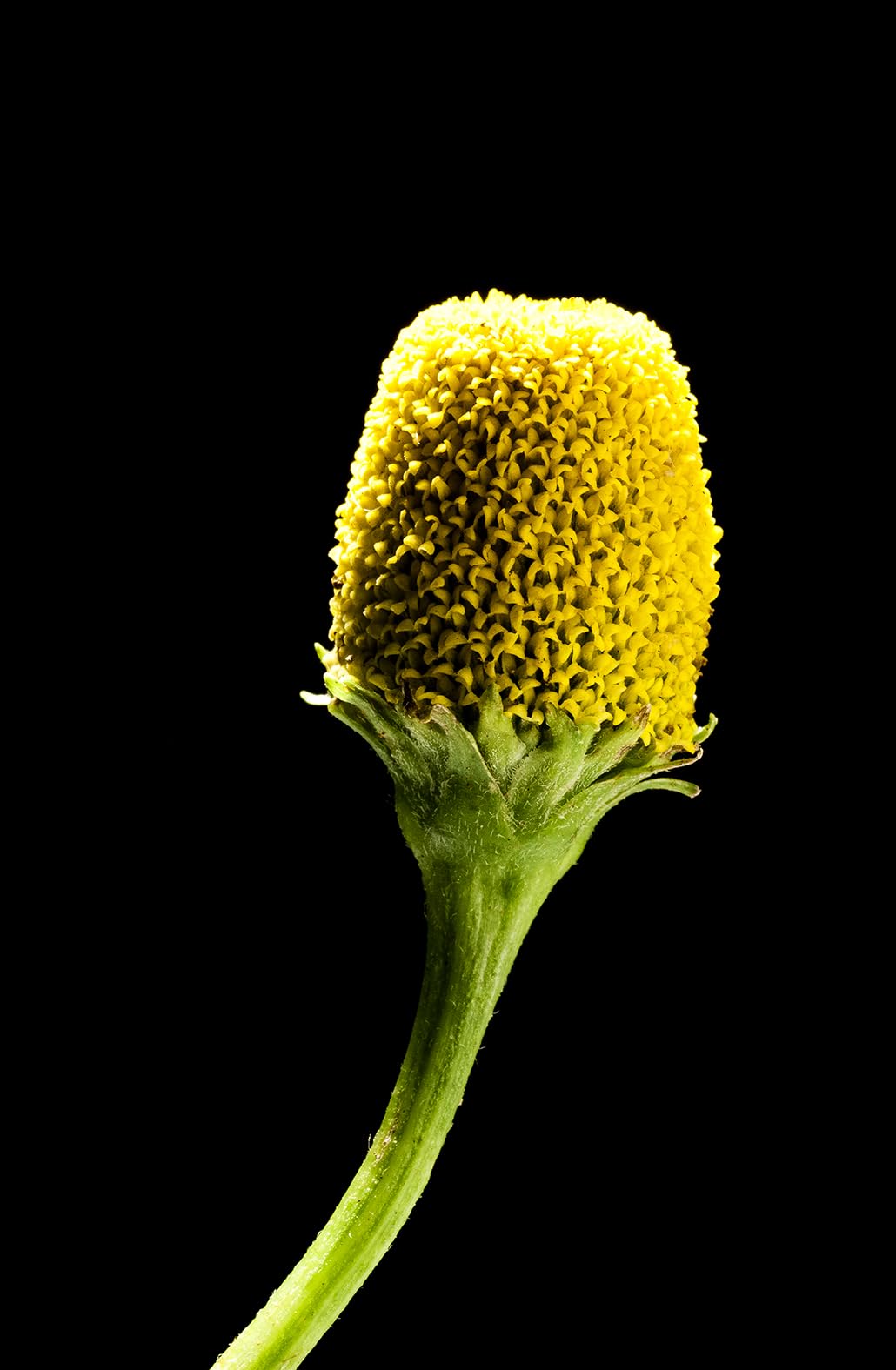 SinDoril Acmella y Jengibre - Control Inflamatorio - Mitidol® Fórmula Patentada a Base de Acmella y Jengibre - 30 cápsulas - 100% Natural