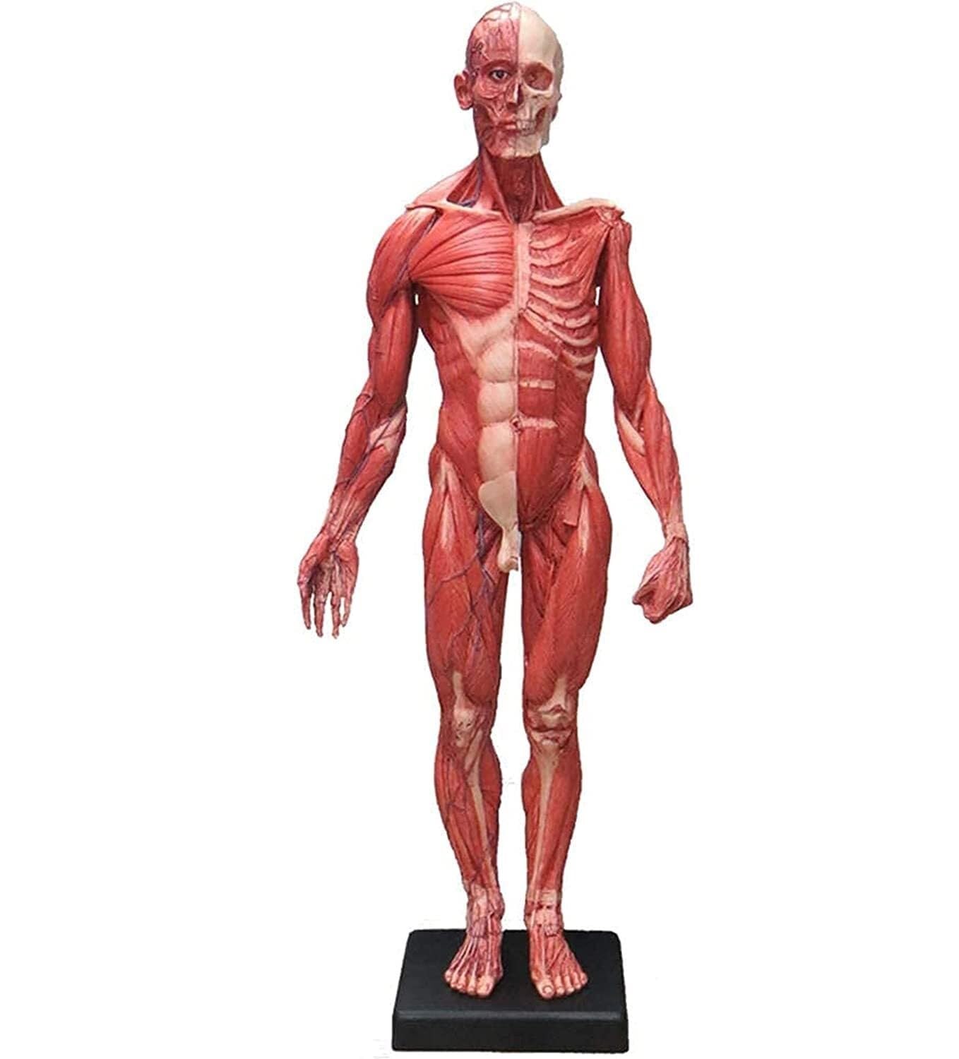 YNIYUJKL Anatomy Model, Human Musculoskeletal Anatomy Model, 60 Cm Human Body Muscle Medical Teaching, Motion Simulation Teaching Art Tools
