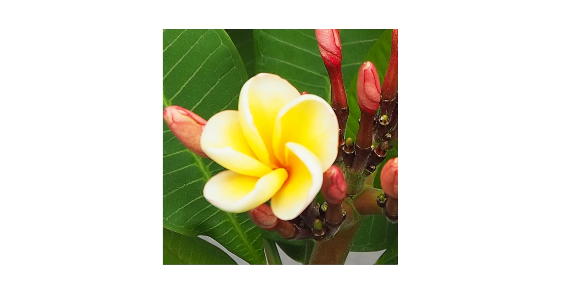 Amazon.co.jp: プルメリア苗木 品種：ポプリ 5号鉢 【品種で