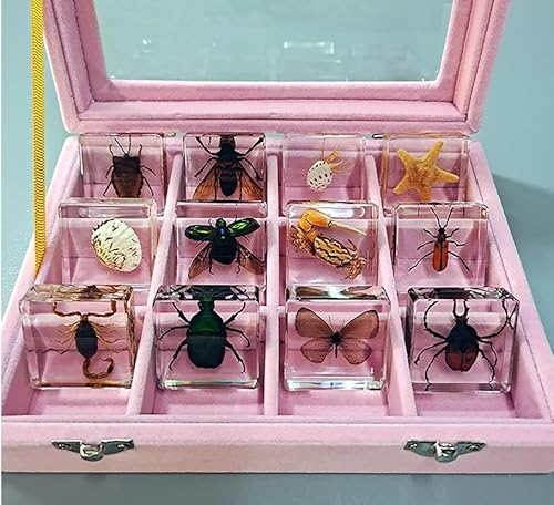 Luminexia 12 pièces Spécimens d'insectes réels,Résine d'insecte,Insecte Taxidermie Presse-Papier,Coffret Cadeau
