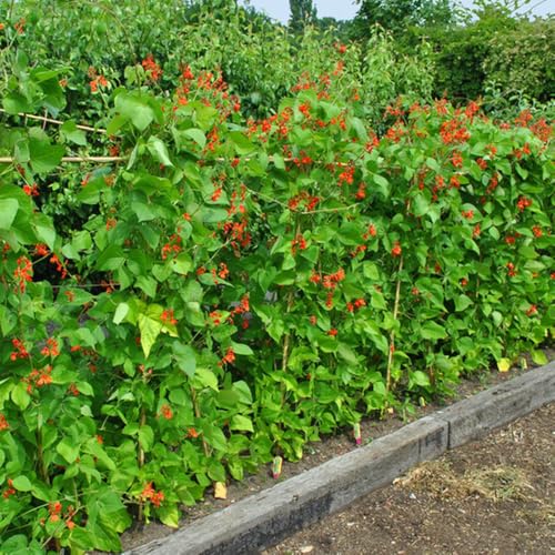 Semi di fagiolo rampicante - Semi di fagiolo, Phaseolus coccineus, vecchi biologici giardino sul balcone resistenti 50pcs