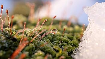 LAOWA  60mm F2.8 APS-C対応 キャノン用 LAO0001 LAOWA(ラオワ) 60mm F2.8 2X Ultra-Macro キヤノンEF LAO0001