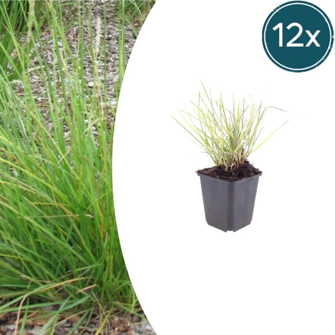 Sesleria autumnalis – 24 rośliny, Ø 9 cm, wysokość 10-25 cm, mrozoodporna trawa ozdobna, złotobrązowa jesienna kolorystyka, łatwa w pielęgnacji, do grządek, ogrodu skalnego i ogrodu naturalnego