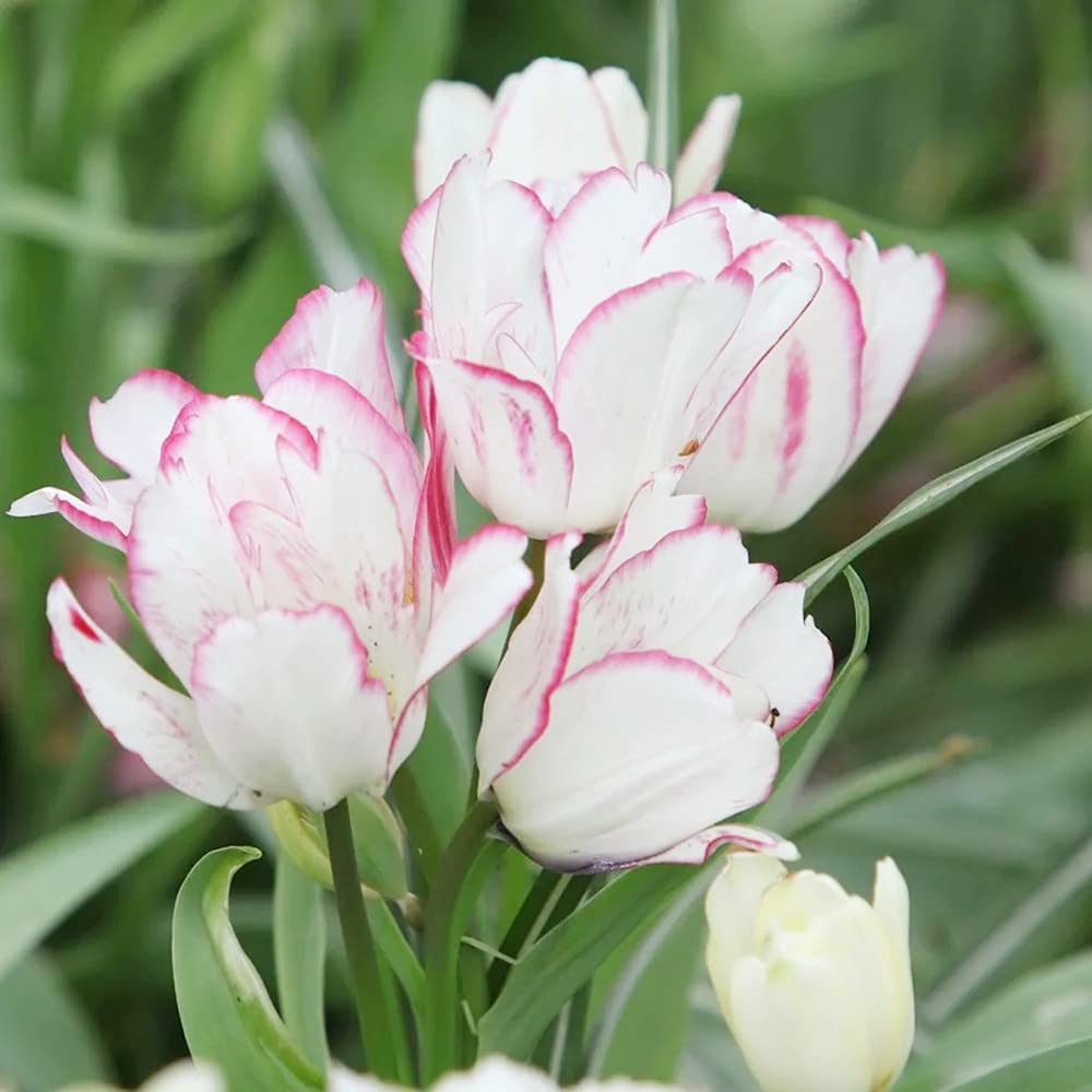 Bulbi Di Tulipano Olandesi | 1-3 Bulbi | Facili Da Coltivare | Fiori Decorativi - Foto 10