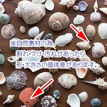 インテリア 大型 貝殻 巻貝 25cm~30cm弱 本物 2つセット インテリア 大型 貝殻 巻貝 25cm~30cm弱 本物 2つセット インテリア