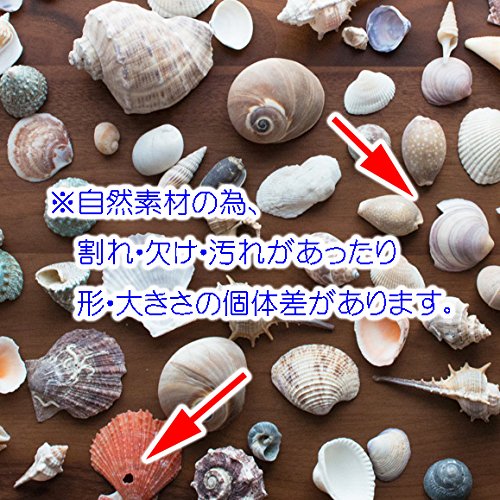 Amazon.co.jp: 天然 貝殻 セット 詰め合わせ ミックスシェル