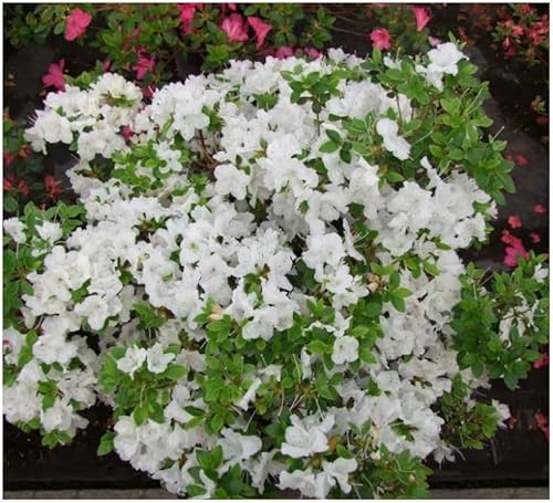 GrowOn Shrubs Dwarf Japanese Azalea Japonica 'Panda' | Evergreen Shrub | Outdoor Garden Ready Plant | Spring Flowering | White Flowers