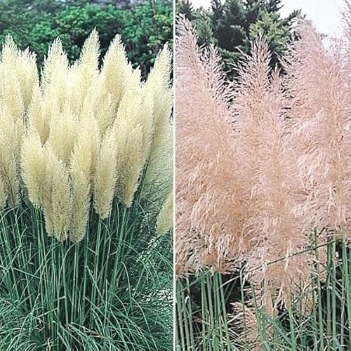 苗 苗木 パンパスグラスセット 2種2株 / ホワイト ピンク 庭木 植木 花木苗 パンパスグラス苗 パンパスグラスの苗/国華園 25年春商品のサムネイル