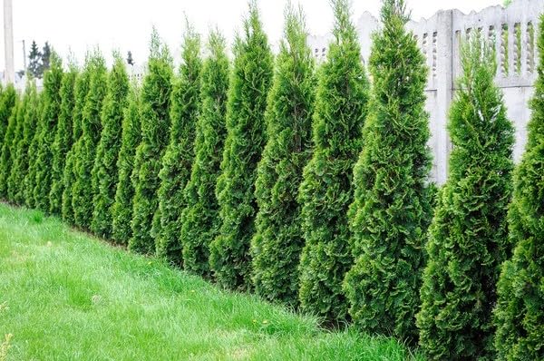 Dnger Thuja Zypressen Tannendnger Koniferendnger Thujadnger 5kg fr  100m2 : Amazon.de: Garten