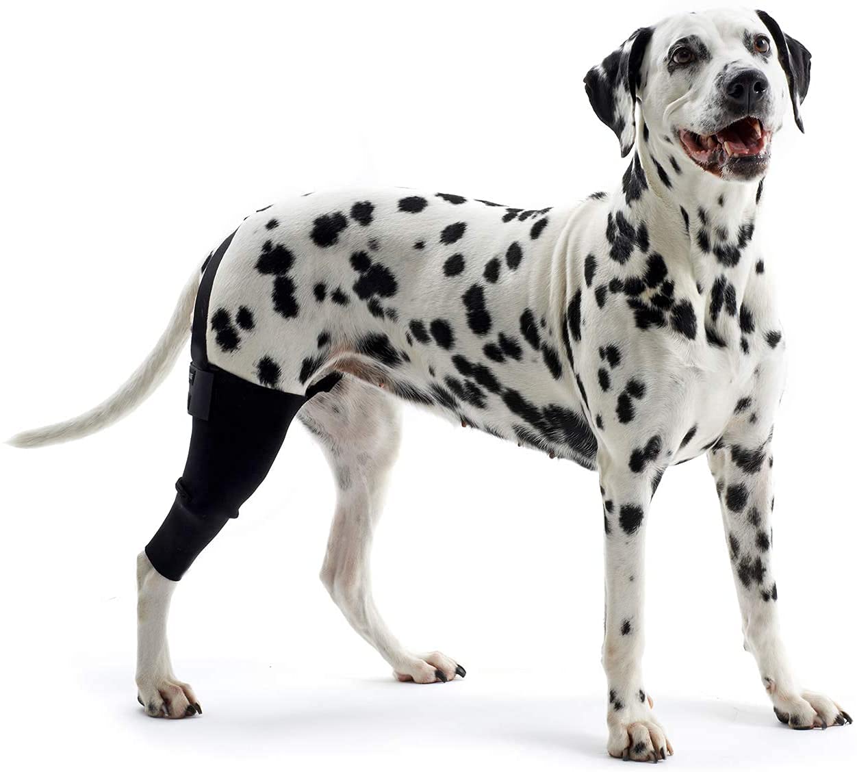 Kruuse Rehab Knee Protector for Dogs (Right, LL) (B0977C6LQJ) Amazon Price History, Amazon Price Tracker