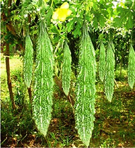 Image of Live Green Vegetable Seeds | Bitter Gourd /Karela | F1 Hybrid | Organic Seeds | For Home And Kitchen Garden | (Pack 2 pkt 20 seeds each)