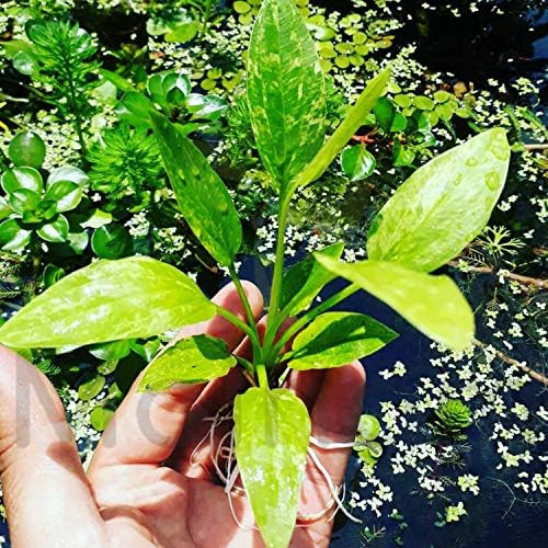 Mainam Amazon Sword XXL Mother Pot Echinodorus Bleheri Live