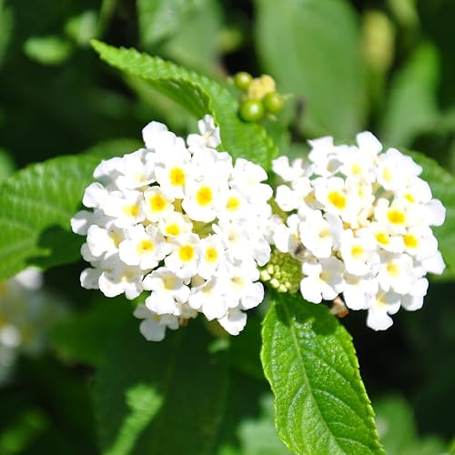 Vista 5 de 2 plantas Lantana vivas para plantar en interiores y exteriores, 4-8 pulgadas de alto, flores Lantana fragantes de mariposa perennes para crecer