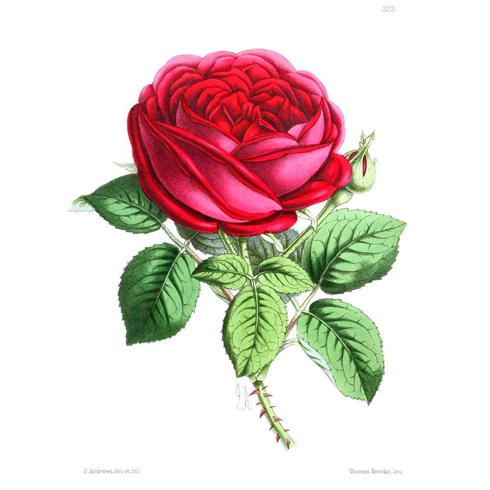 Wee Blue Coo Flower Rose Red Art Print Poster Wall Decor 12X16 Inch