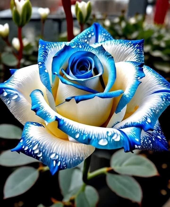 Rose Bulbs Perennial UK, Fragrant Flowers, Rare and Beautiful Rose Rhizome in Bulk,Planting for Stunning Garden Displays-3 Rhizome-I